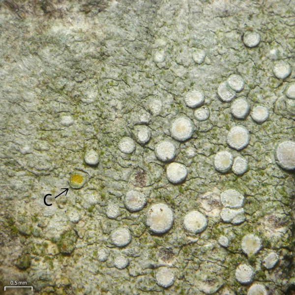 Lecanora carpinea