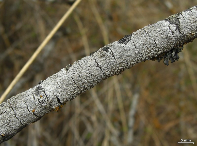 Lecanora carpinea
