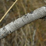 Lecanora carpinea