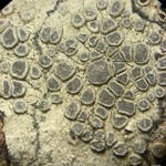 Lecanora carpinea