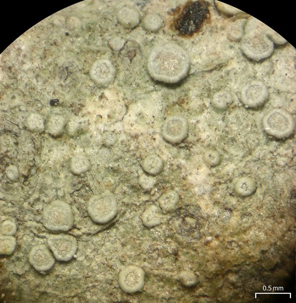 Lecanora carpinea