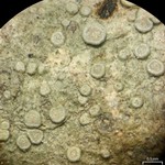 Lecanora carpinea