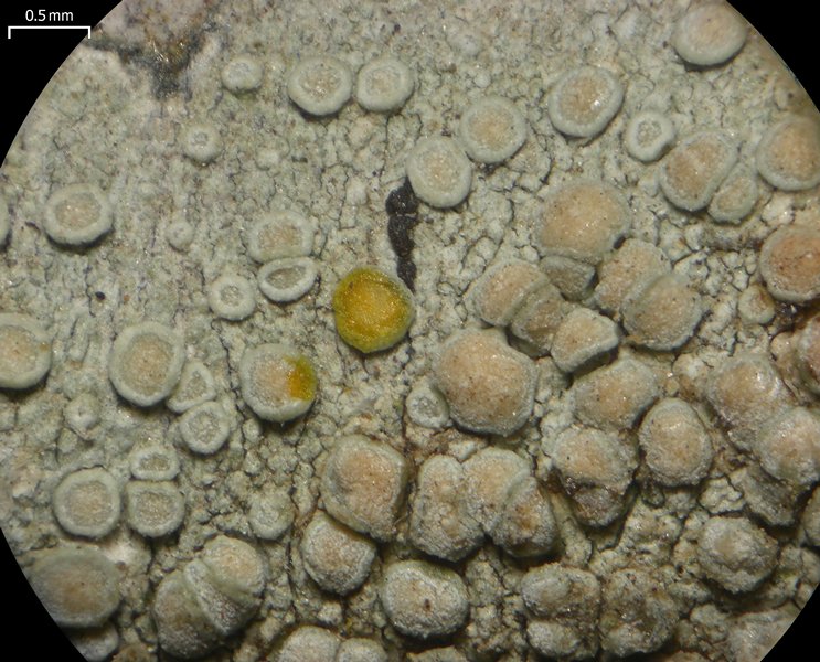 Lecanora carpinea