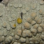 Lecanora carpinea