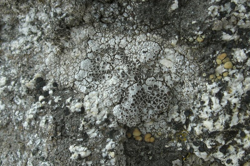 Lecanora cenisia