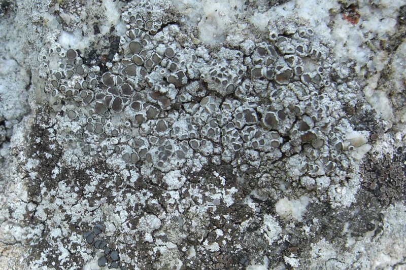 Lecanora cenisia