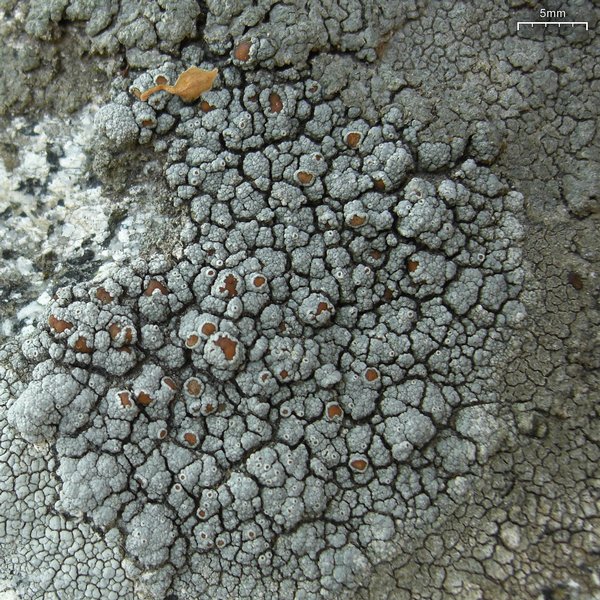 Lecanora cenisia