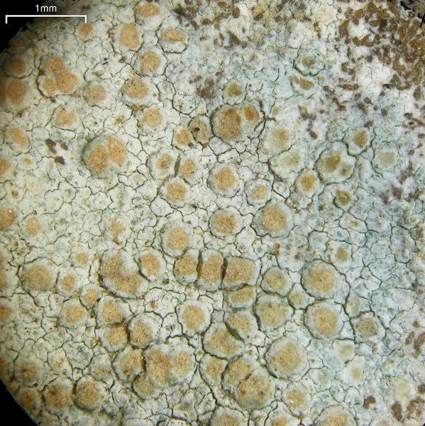 Lecanora cenisia