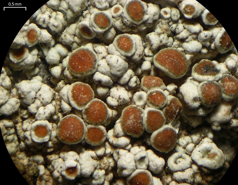 Lecanora cenisia