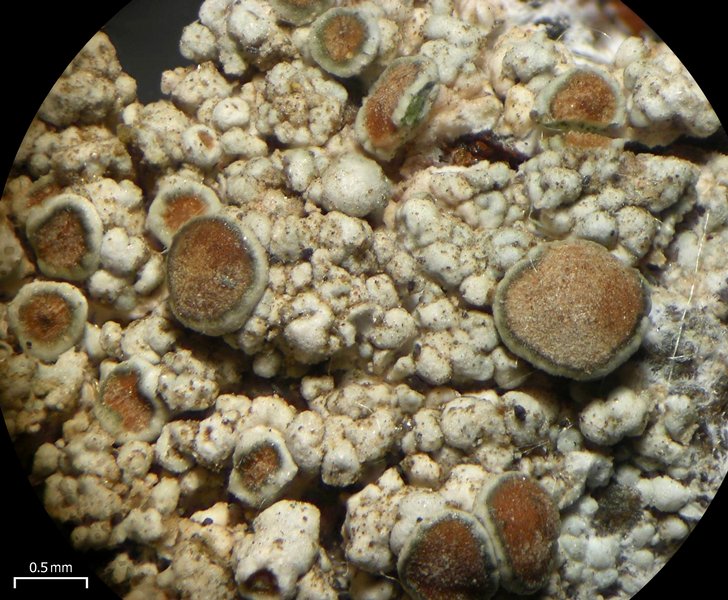 Lecanora cenisia