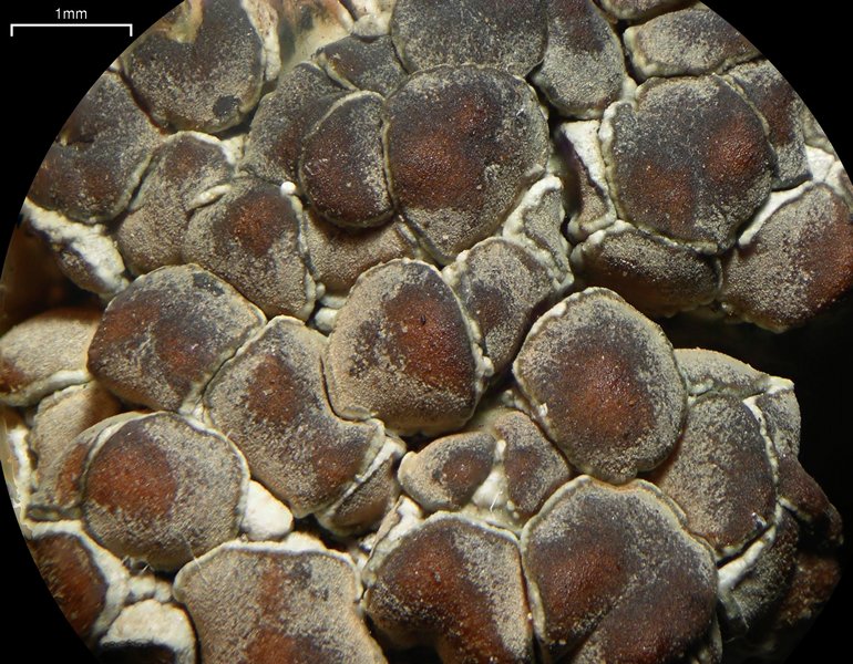 Lecanora cenisia