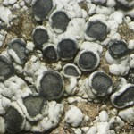 Lecanora cenisia