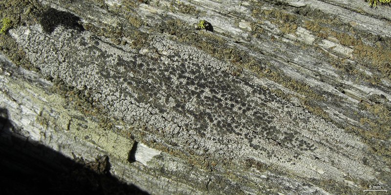 Lecanora cenisia