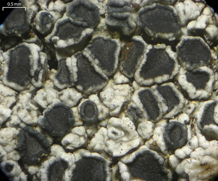 Lecanora cenisia