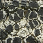 Lecanora cenisia