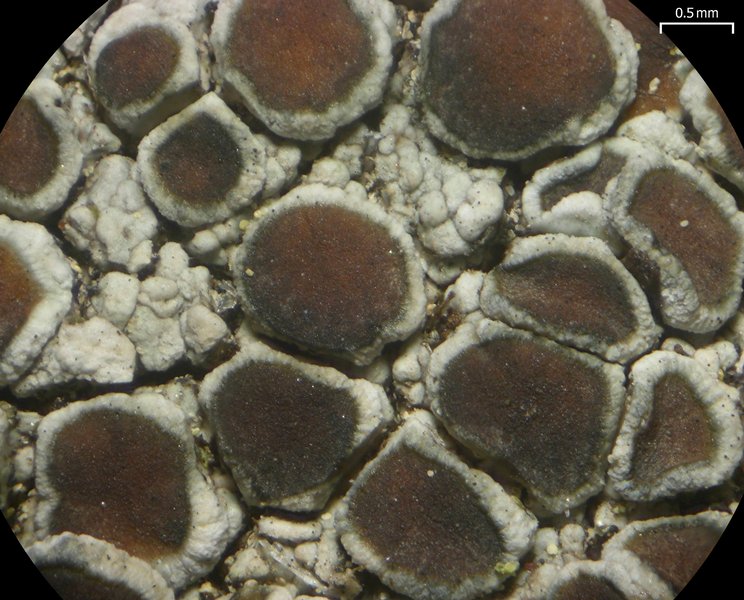 Lecanora cenisia