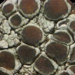 Lecanora cenisia