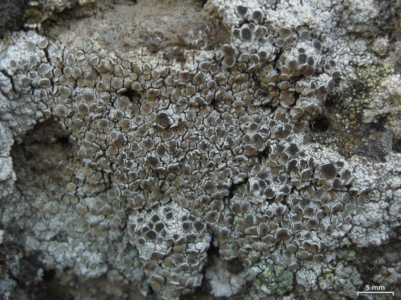 Lecanora cenisia