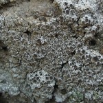 Lecanora cenisia