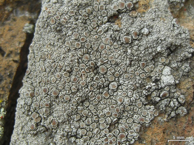 Lecanora cenisia