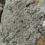 Lecanora cenisia