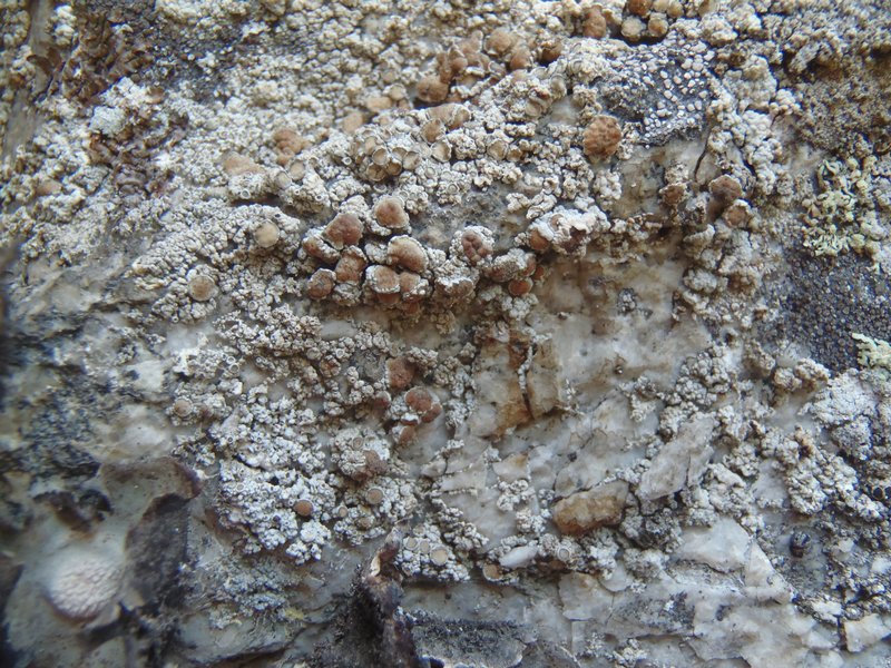 Lecanora cenisia