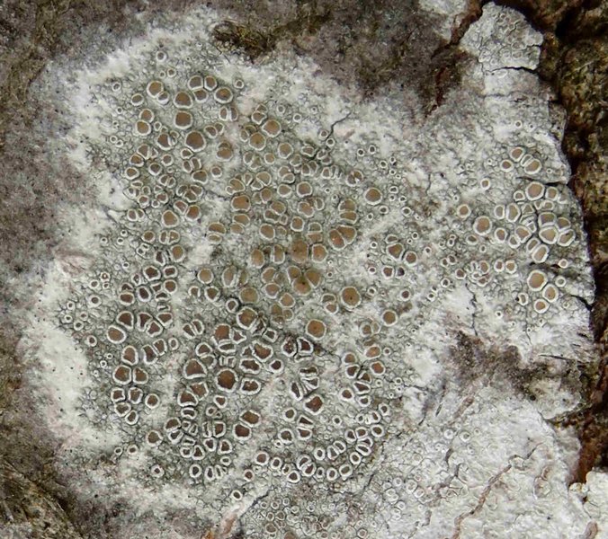 Lecanora chlarotera