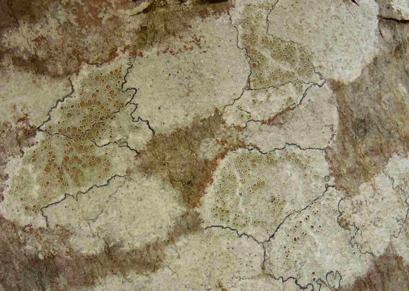 Lecanora chlarotera