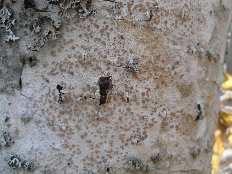 Lecanora chlarotera