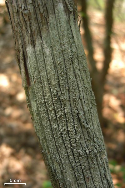 Lecanora chlarotera