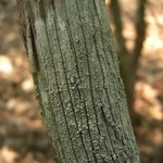 Lecanora chlarotera