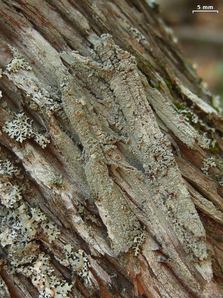 Lecanora chlarotera