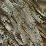 Lecanora chlarotera