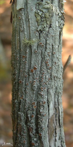 Lecanora chlarotera