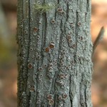 Lecanora chlarotera