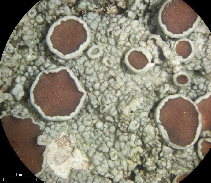 Lecanora chlarotera