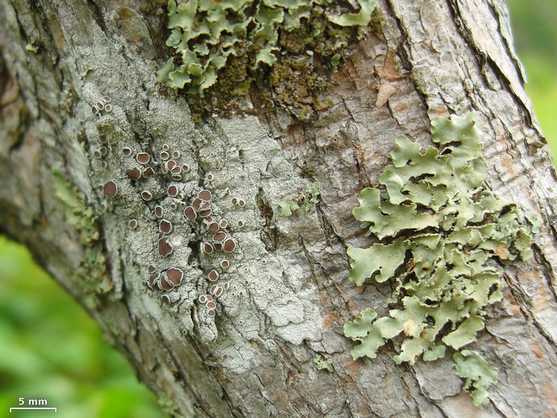 Lecanora chlarotera