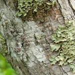 Lecanora chlarotera