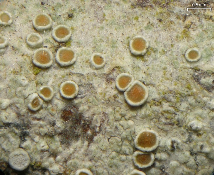 Lecanora chlarotera