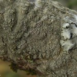 Lecanora chlarotera
