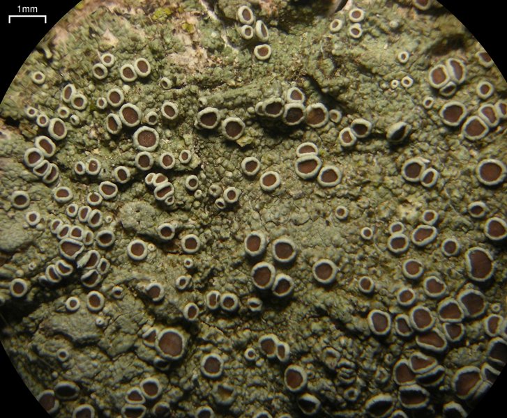 Lecanora chlarotera