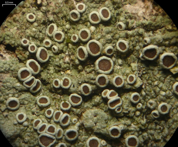 Lecanora chlarotera