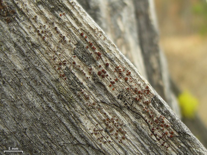 Lecanora chlarotera