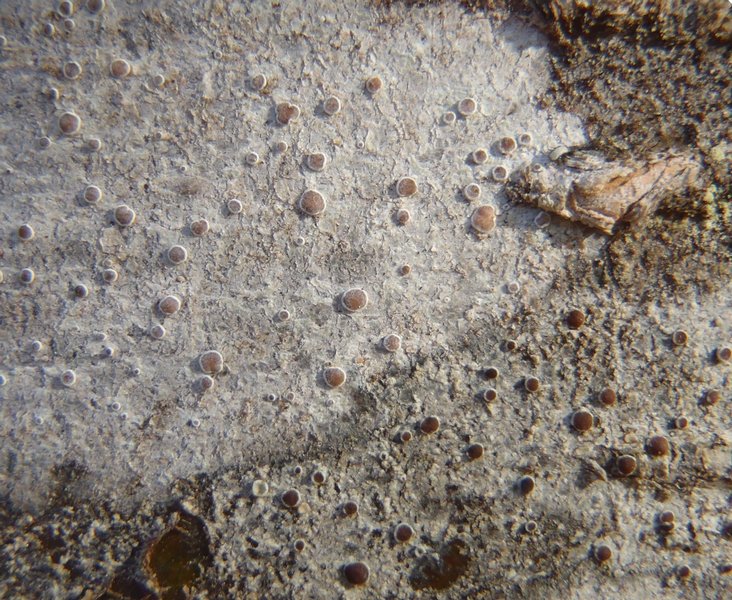 Lecanora chlarotera