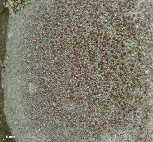 Lecanora cinereofusca