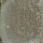 Lecanora cinereofusca