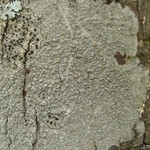 Lecanora cinereofusca