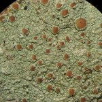 Lecanora cinereofusca