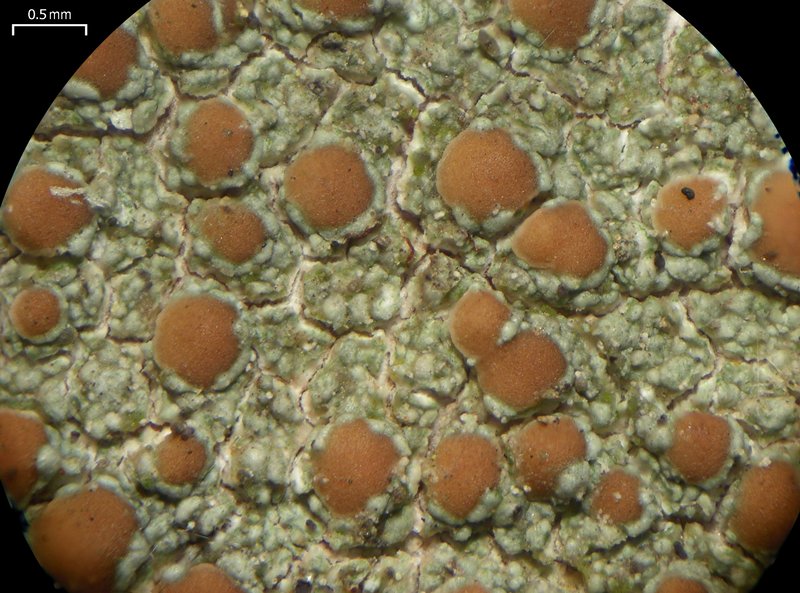 Lecanora cinereofusca