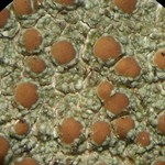 Lecanora cinereofusca